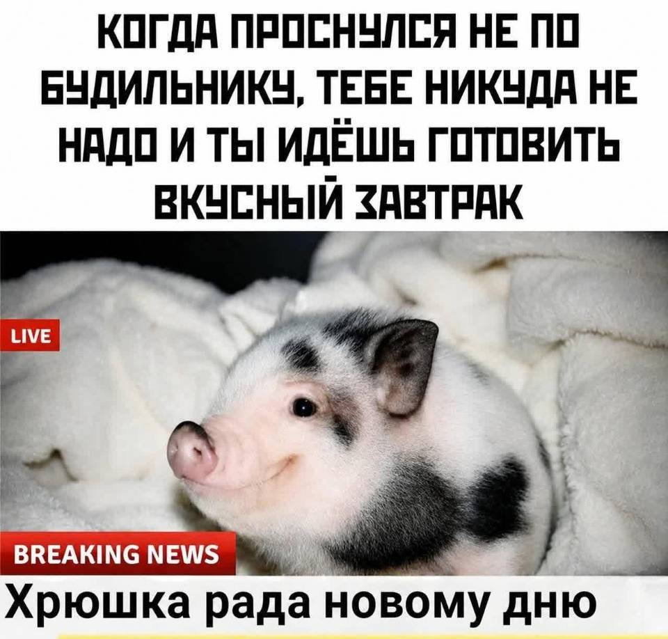 Когда проснулся не по будильнику, тебе никуда не надо идти и ты идёшь готовить вкусный завтрак: Хрюшка рада новому дню!