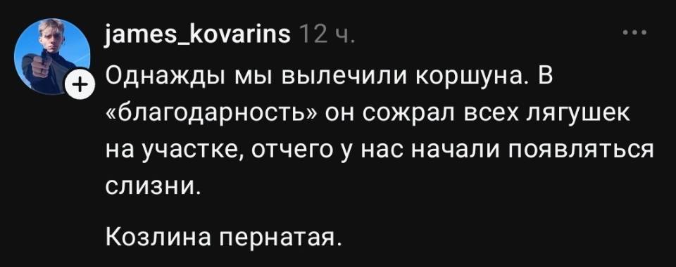 Однажды мы вылечили коршуна. В «благодарность» он сожрал всех лягушек на участке, отчего у нас начали появляться слизни.
Козлина пернатая.