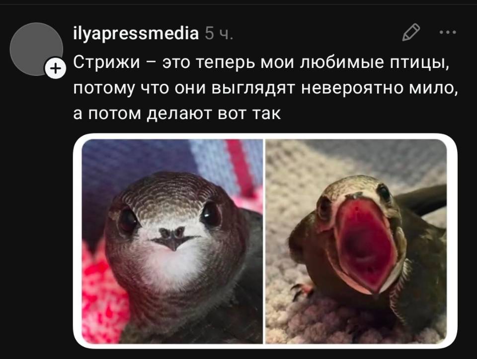 Стрижи — это теперь мои любимые птицы, потому что они выглядят невероятно мило, а потом делают вот так.