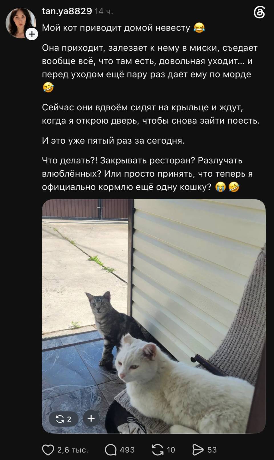 Мой кот приводит домой невесту. Она приходит, залезает к нему в миски, съедает вообще всё, что там есть, довольная уходит... и перед уходом ещё пару раз даёт ему по морде Сейчас они вдвоём сидят на крыльце и ждут, когда я открою дверь, чтобы снова зайти поест И это уже пятый раз за сегодня. Что делать?! Закрывать ресторан? Разлучать влюблённых? Или просто принять, что теперь я официально кормлю ещё одну кошку?