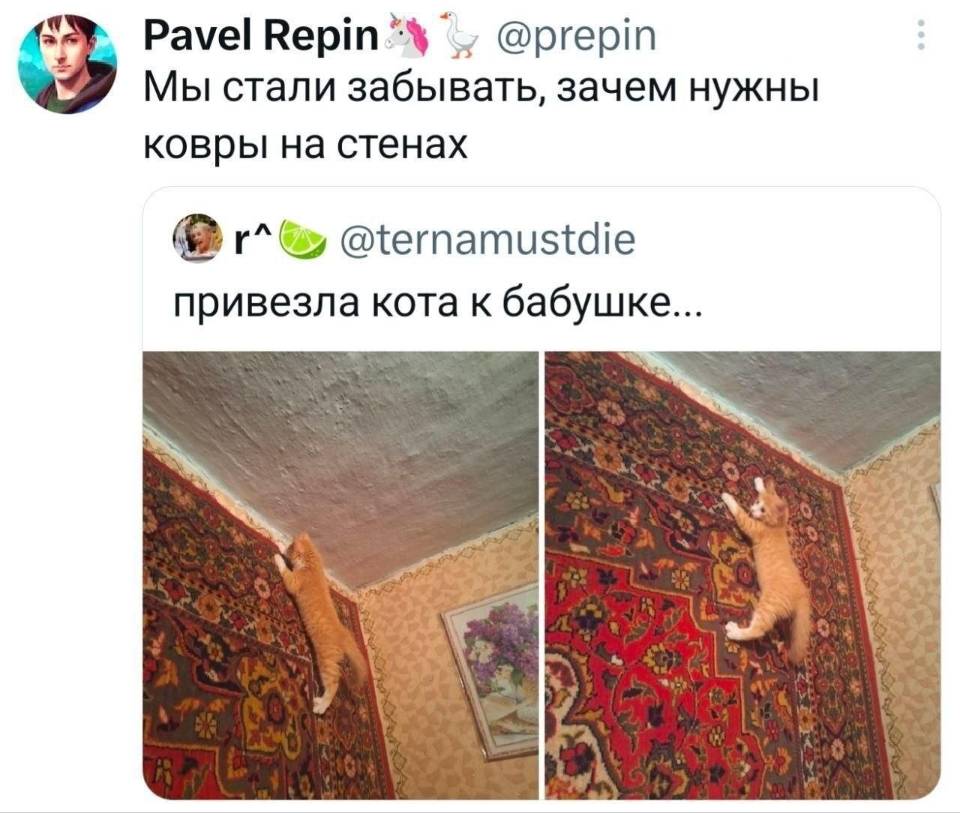 Мы стали забывать, зачем нужны ковры на стенах.
Привезла кота к бабушке...