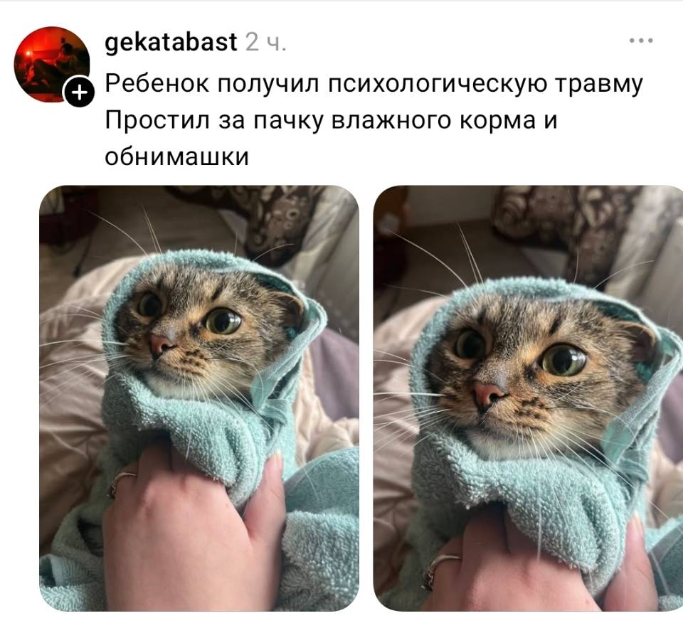 Ребёнок получил психологическую травму.
Простил за пачку влажного корма и обнимашки. | Животные