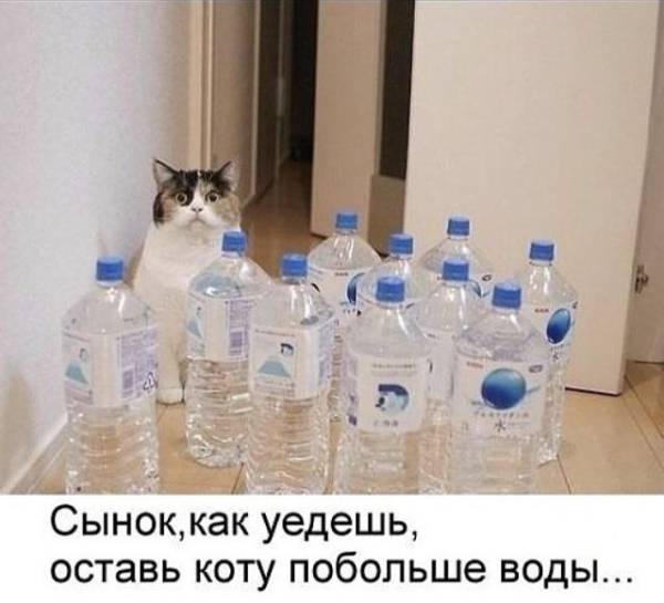 – Сынок, как уедешь, оставь коту побольше воды...