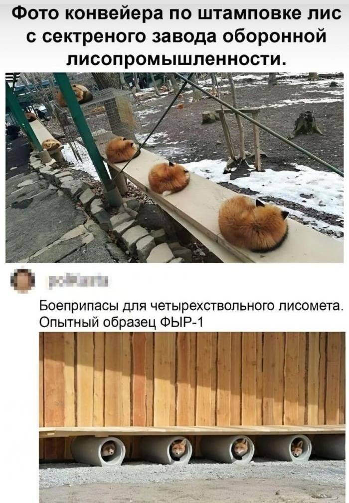 Лисоружие | Тупые анекдоты | Странный юмор