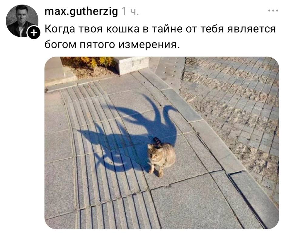 Когда твоя кошка в тайне от тебя является богом пятого измерения.