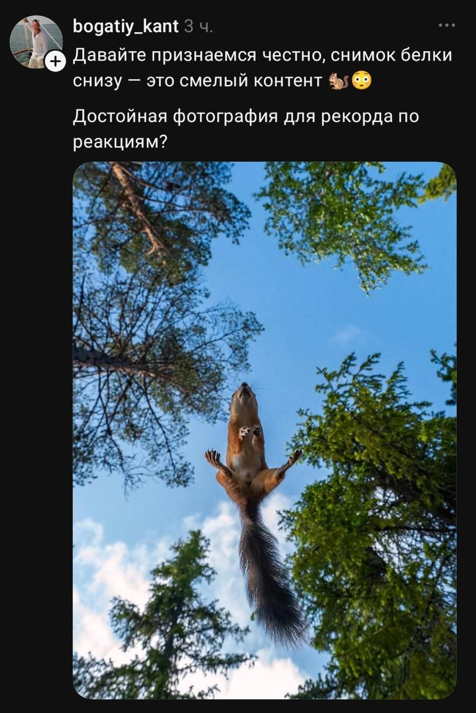 Давайте признаемся честно, снимок белки снизу — это смелый контент.
Достойная фотография для рекорда по реакциям?