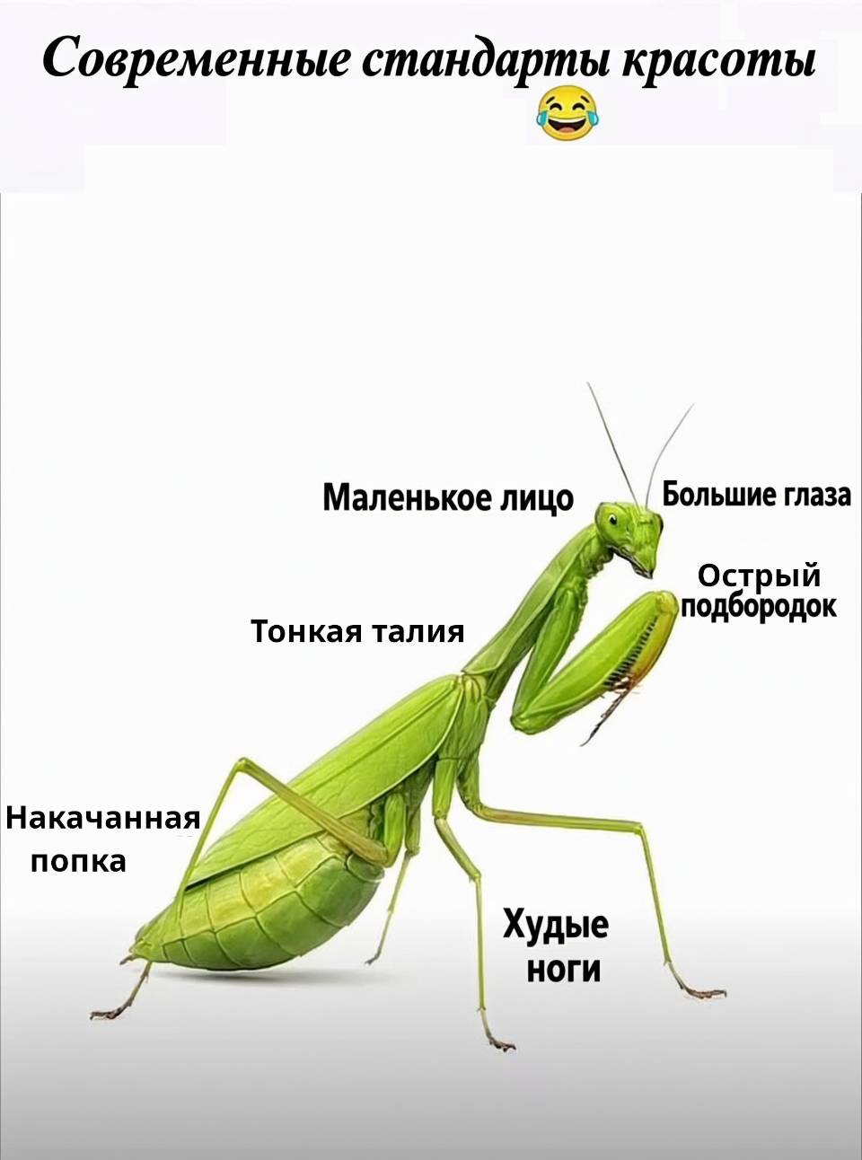 Современные стандарты красоты
Большие глаза
Маленькое лицо
Острый подбородок
Тонкая талия
Накачанная попка
Худые ноги