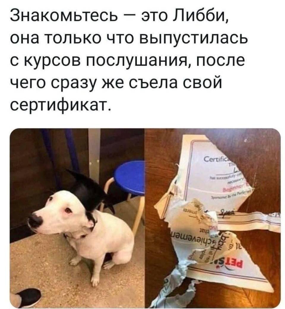 Знакомьтесь — это Либби, она только что выпустилась с курсов послушания, после чего сразу же съела свой сертификат.