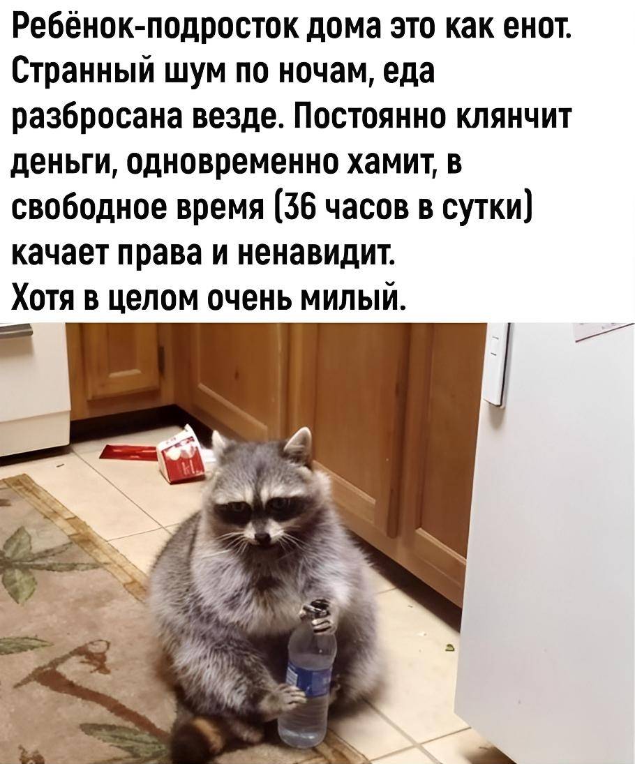Ребёнок-подросток дома это как енот. Странный шум по ночам, еда разбросана везде. Постоянно клянчит деньги, одновременно хамит, в свободное время (36 часов в сутки) качает права и ненавидит. Хотя в целом очень милый.