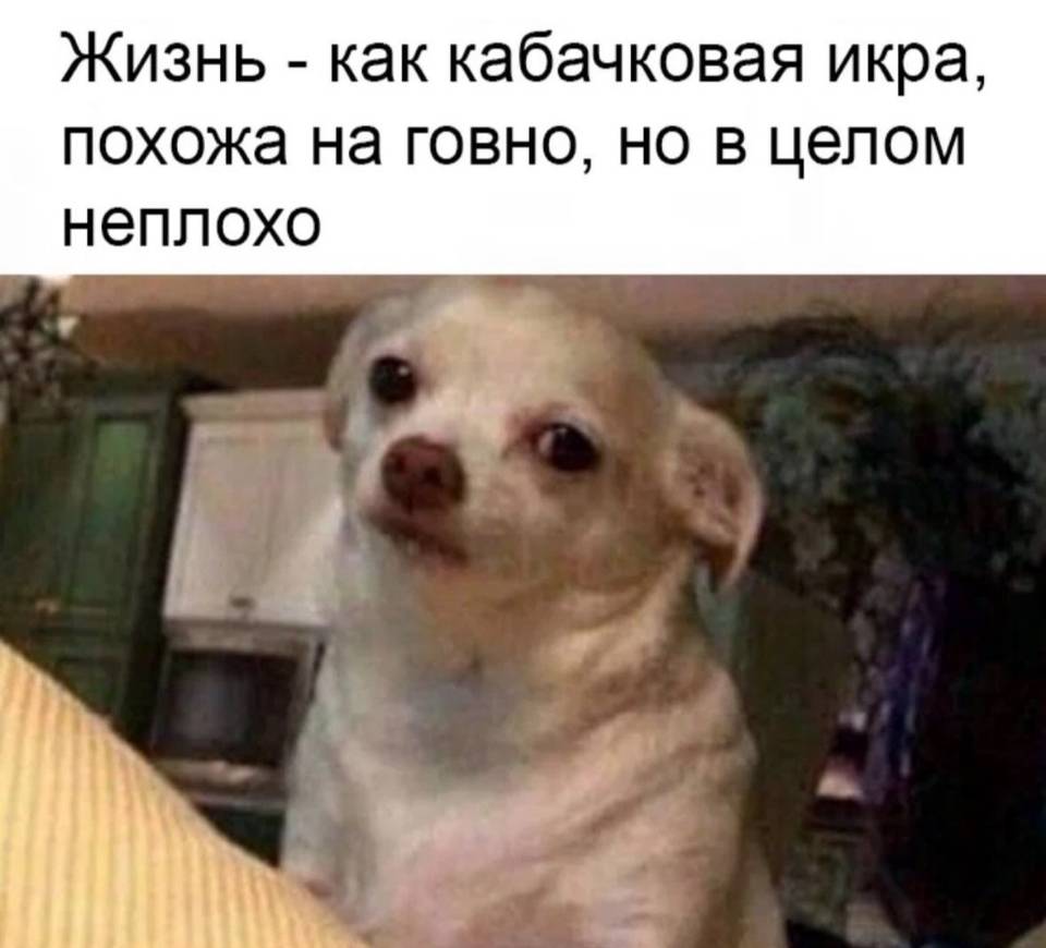 Жизнь – как кабачковая икра, похожа на говно, но в целом неплохо. | Тупые анекдоты | Странный юмор