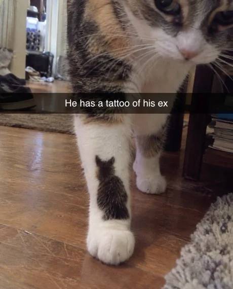 *He has a tattoo of his ex* | Животные
