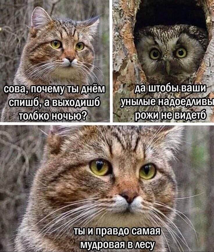 **Кот:**
— Сова, почему ты днём спишь, а выходишь только ночью?
**Сова:**
— Да штобы ваши унылые надоедливы рожи не видеть.
**Кот (после паузы):**
— Ты и правдо самая мудрая в лесу.