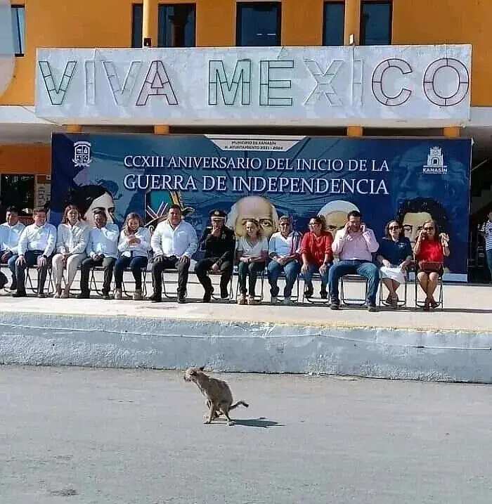 VIVA MEXICO

CCXIII ANIVERSARIO DEL INICIO DE LA GUERRA DE INDEPENDENCIA

(На баннере также: эмблема «H. AYUNTAMIENTO DE KANASÍN», надпись «KANASÍN» в правом верхнем углу и портреты исторических деятелей — Мигель Идальго, Бенито Хуарес, Хосе Мария Морелос и другие.)

На сцене под баннером в ряд сидят приглашённые — мужчины в белых рубашках и женщины в нарядных платьях — члены муниципального совета и почётные гости. Они сидят чинно, руки на коленях, лица торжественные.

А по площади перед сценой, прямо по центру кадра, неспешно идёт самая обычная кошка. Никакого пиетета, никакого протокола — просто идёт по своим кошачьим делам.