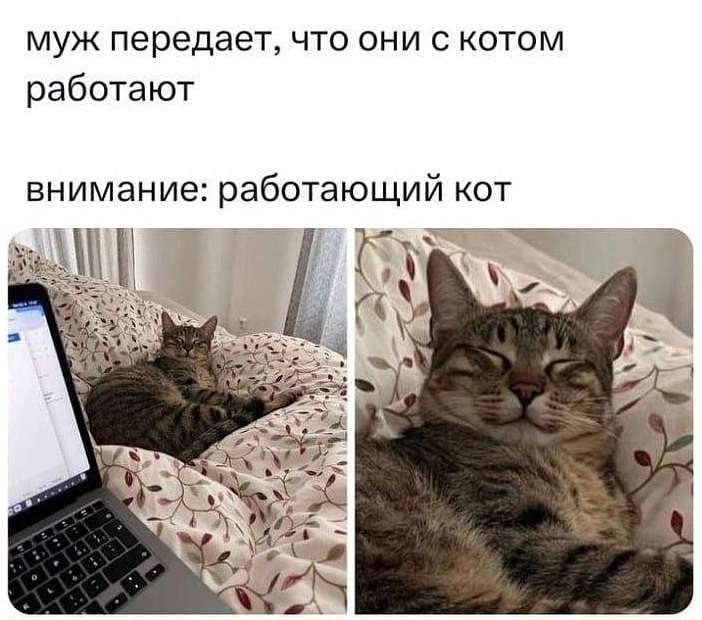 Муж передаёт, что они с котом работают.
Внимание: работающий кот.