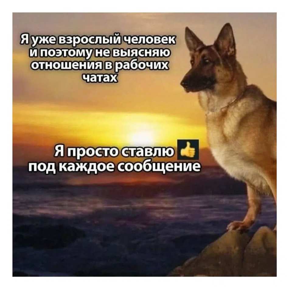 Я уже взрослый человек и поэтому не выясняю отношения в рабочих чатах.
Я просто ставлю 👍 под каждое сообщение.

На картинке: немецкая овчарка стоит на камне на фоне заката над морем, спокойная уверенная поза.