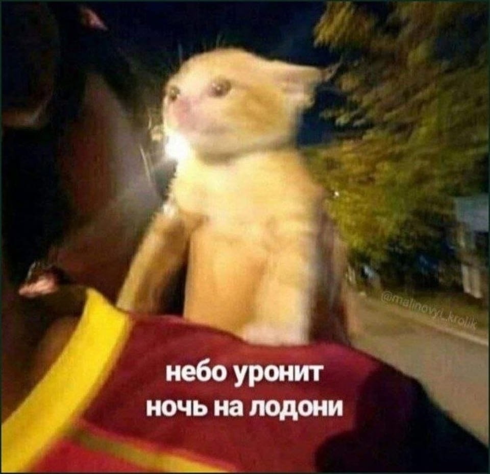 небо уронит ночь на лодони

Мем с фотографией кота в руках человека. Кот светлого окраса, выражение лица удивлённое. Под ним текст «небо уронит ночь на ладони». Фон темный, видны размытые деревья и свет от фонарей. Надпись указывает на инстаграм-аккаунт @mblinovyl.krolik. Текст создает контраст между простотой кота и глубиной мысли.