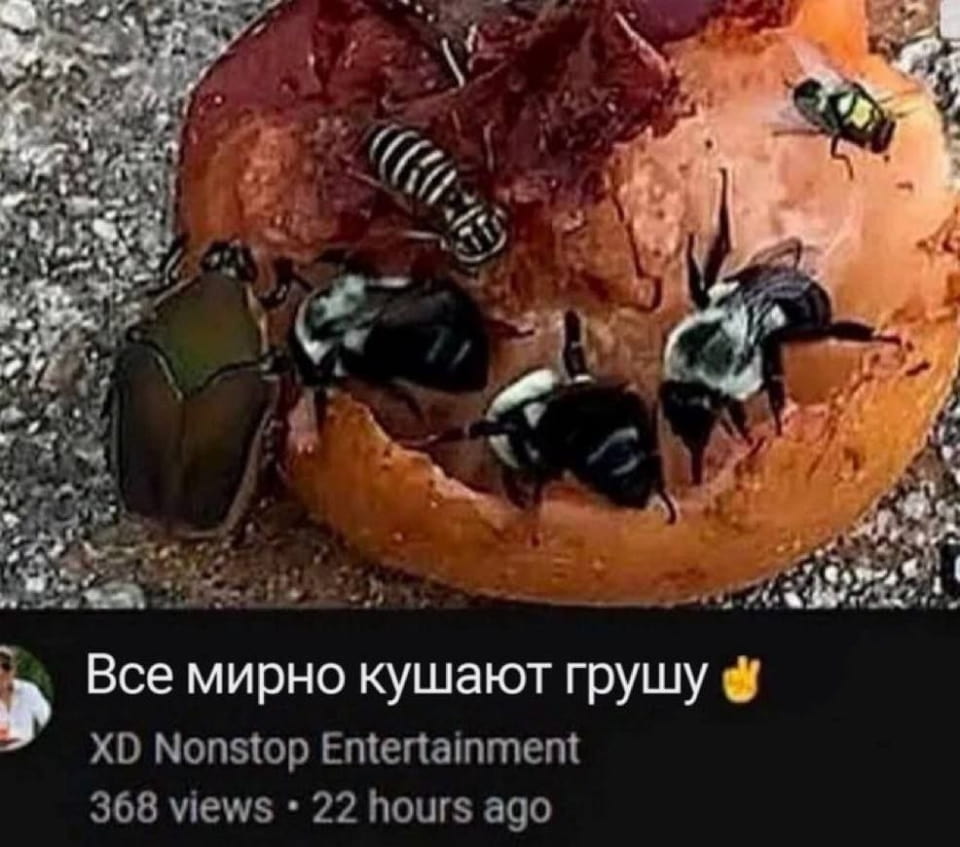 Все мирно кушают грушу 👍

Мем с фотографией. Несколько пчёл и жуков сосредоточенно питаются остатками груши, расположенной на асфальтовой поверхности. Внизу чёрный баннер с белым текстом «Все мирно кушают грушу» и жёлтый стикер одобрения. Активность постбира отражена цифрами просмотров и времени размещения.