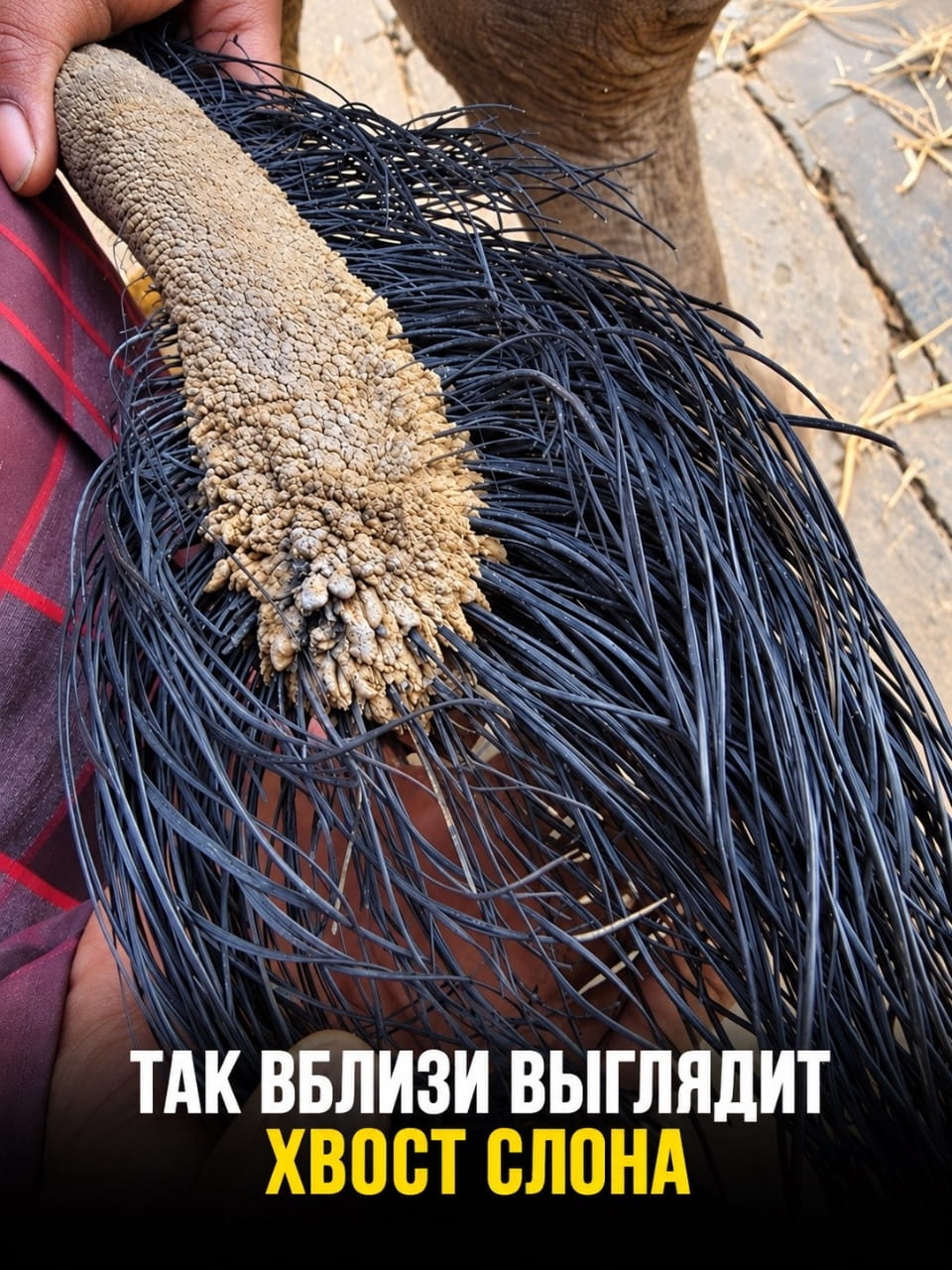 ТАК ВБЛИЗИ ВЫГЛЯДИТ ХВОСТ СЛОНА

Мем с фото хвоста слона, который вблизи выглядит как кисть с кусочками грязи и насекомыми. Человек в красной одежде держит хвост, а внизу белый текст на чёрном фоне объясняет, что это именно хвост слона. Задний план состоит из каменной поверхности и ног слона.