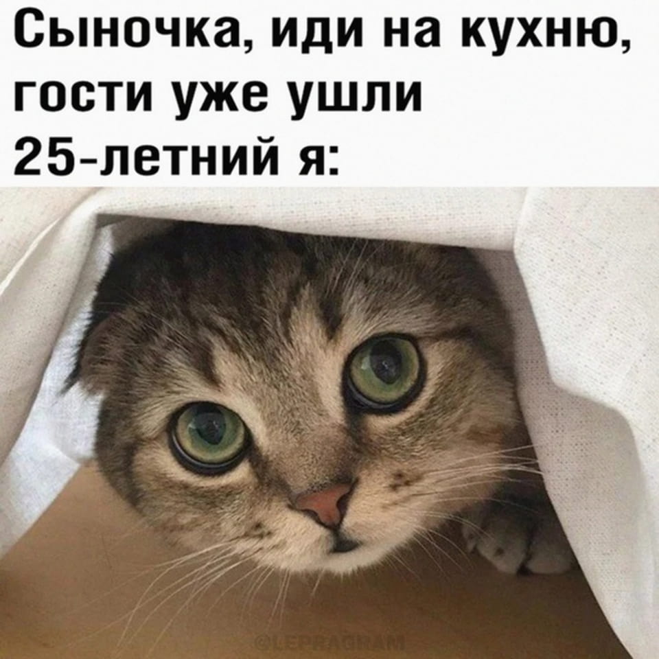 Сыночка, иди на кухню, гости уже ушли. 25-летний я <br /><br /> Описание картинки: <br /> Кот выглядывает из-под ткани, прячась от гостей.