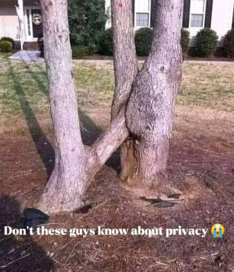 Don't these guys know about privacy. 😭

Описание картинки:
Два дерева переплетаются в странной позе на газоне. | Интим