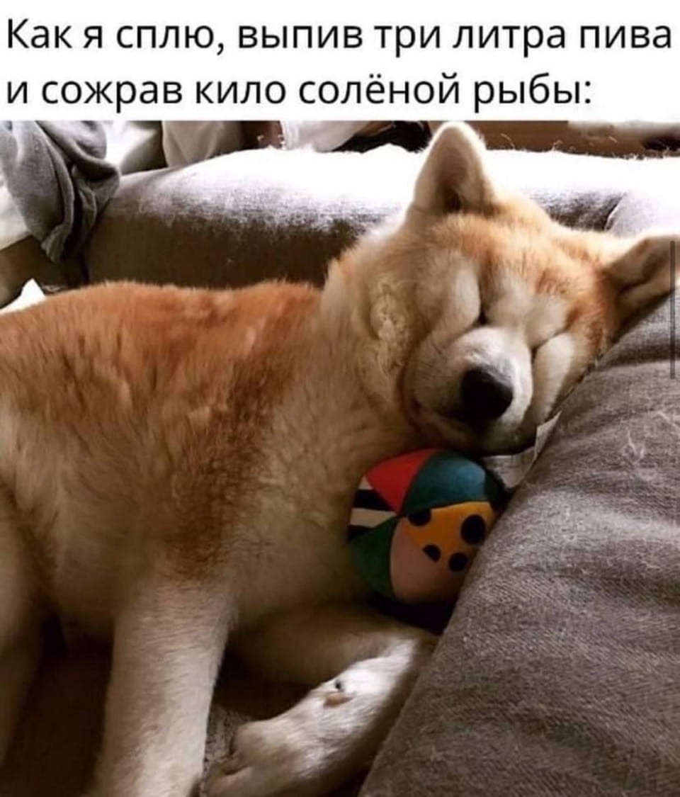 Как я сплю, выпив три литра пива и съев kilo солёной рыбы

Описание картинки:
Собака спит на диване с игрушкой в лапах. | Алкоголь