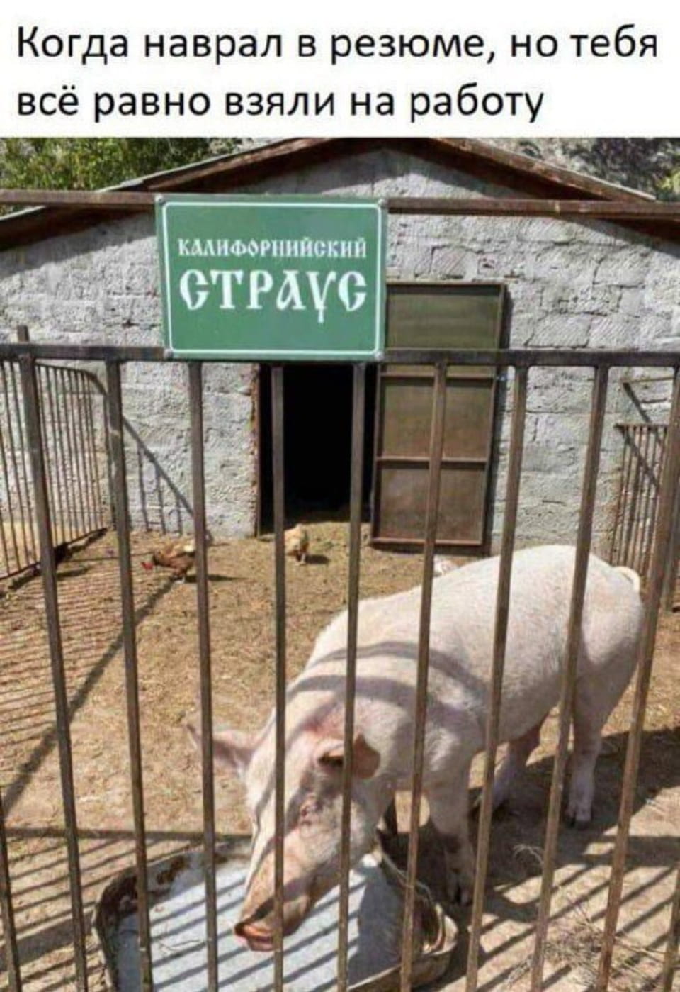 Когда наврал в резюме, но тебя всё равно взяли на работу.