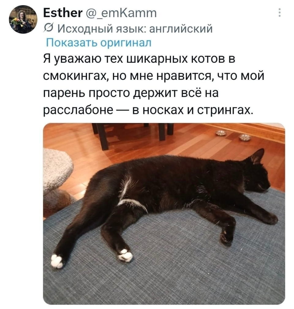 — Я уважаю тех шикарных котов в смокингах, но мне нравится, что мой парень просто держит всё на расслабоне — в носках и стрингах.

Описание картинки:
Кот лежит на диване в расслабленной позе.