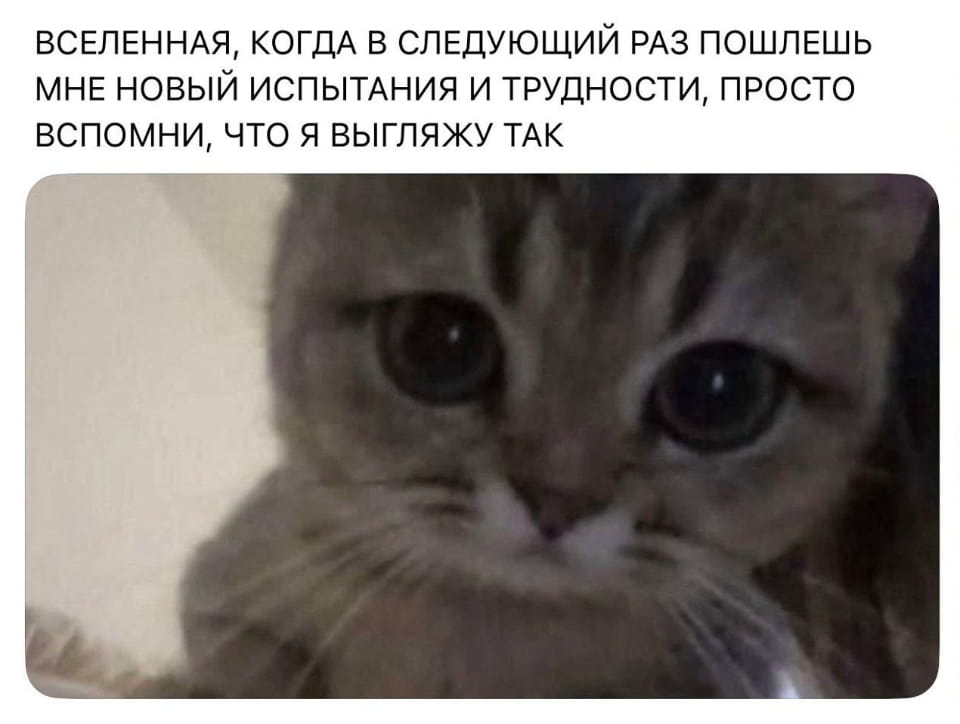 — ВСЕЛЕННАЯ, КОГДА В СЛЕДУЮЩИЙ РАЗ ПОШЛЕШЬ МНЕ НОВЫЙ ИСПЫТАНИЯ И ТРУДНОСТИ, ПРОСТО ВСПОМНИ, ЧТО Я ВЫГЛЯЖУ ТАК. <br /><br /> Описание картинки: <br /> Кот с большими глазами смотрит в камеру.