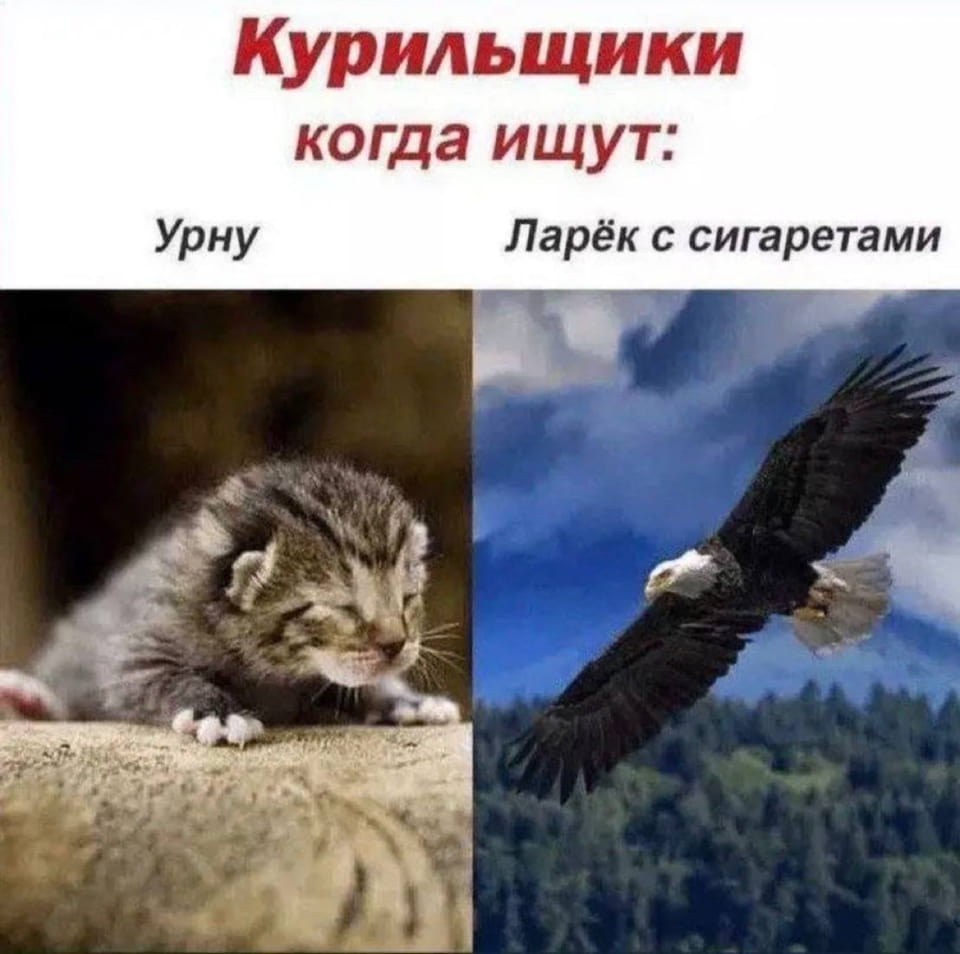 Курильщики когда ищут: Urnu ларёк с сигаретами

Описание картинки:
С двумя изображениями: котенок и орел.