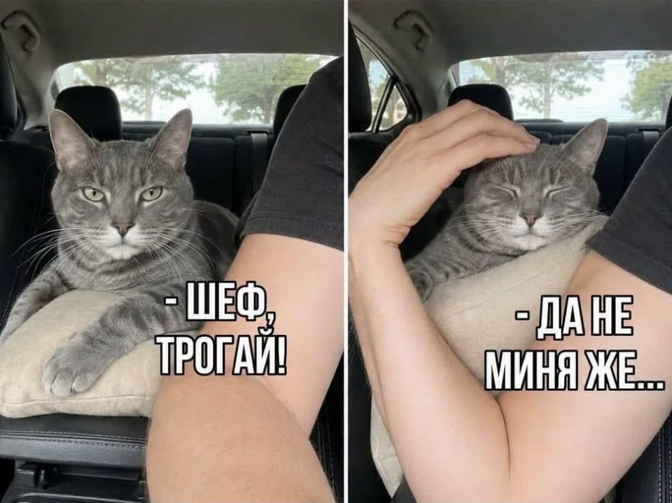 — ШЕФ, ТРОГАЙ!
— ДА НЕ МИНЯ ЖЕ…

Описание картинки:
Кот сидит на подушке в машине, его гладят.