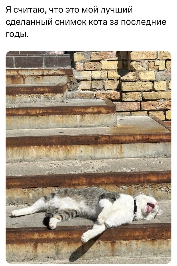 — Я считаю, что это мой лучший сделанный снимок кота за последние годы.

Описание картинки:
Кот лежит на ступеньках и потягивается на солнце.