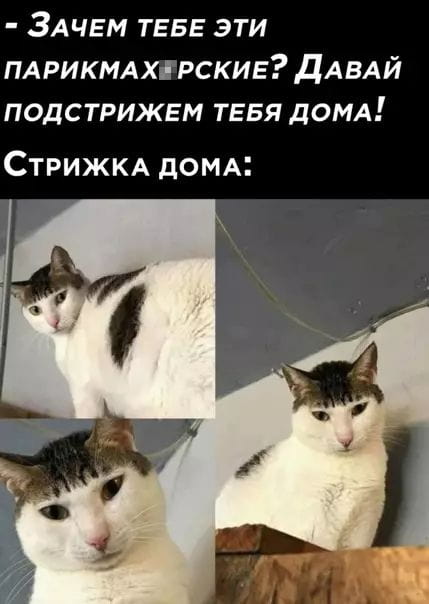 Зачем тебе эти парикмахерские? Давай подстрижем тебя дома!

Описание картинки:
С котом и текстом о стрижке дома.