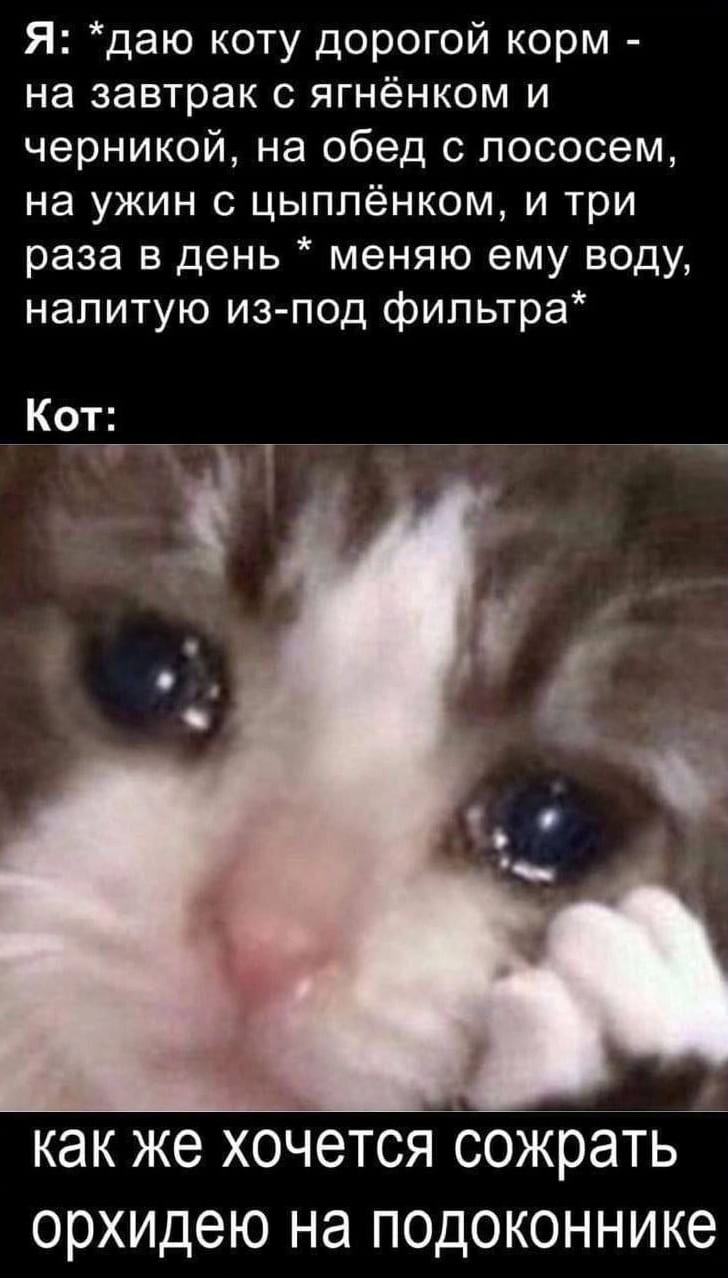 — Я: даю коту дорогой корм — на завтрак с ягнёнком и черникой, на обед с лососем, на ужин с цыплёнком, и три раза в день меняю ему воду, налитую из-под фильтра* Кот: Как же хочется сожрать орхидею на подоконнике.

Описание картинки:
С котом, который выглядит грустным и недовольным.