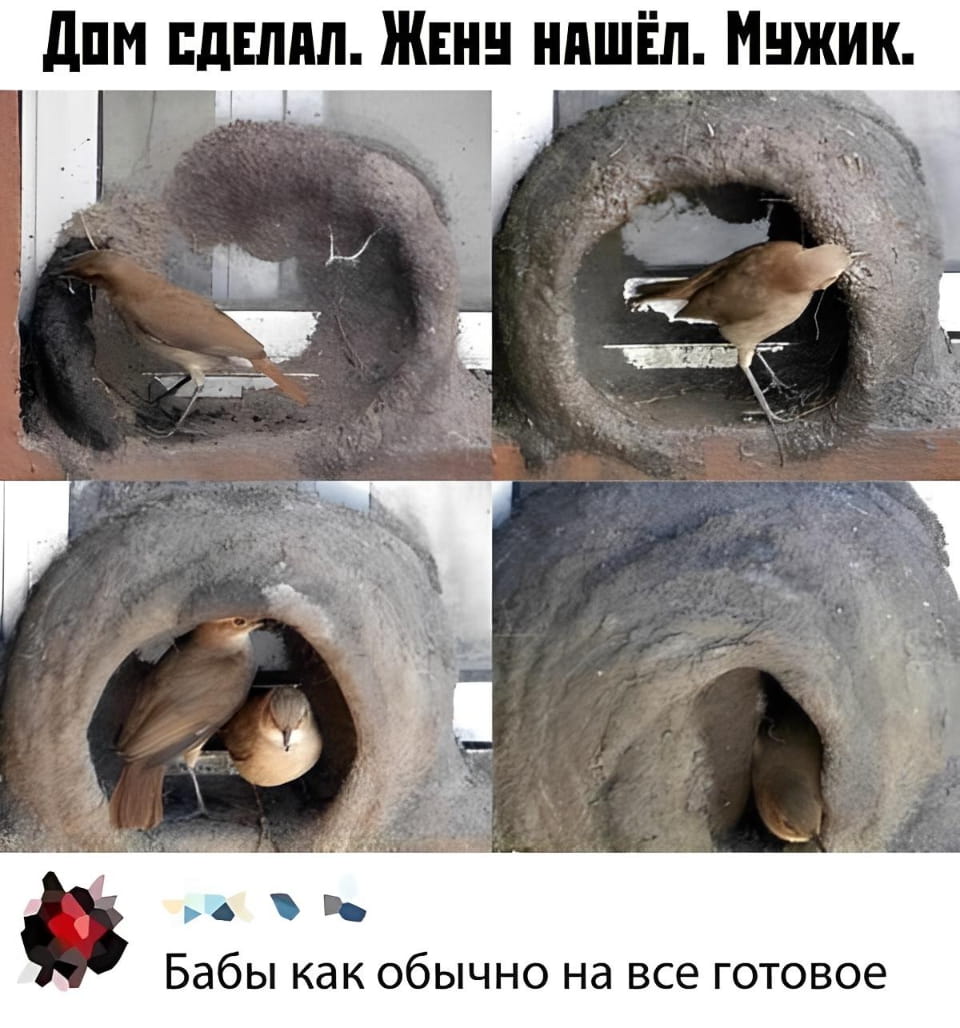 — Дом сделал. Жену нашёл. Мужик.
— Бабы как обычно на всё готовое.

Описание картинки:
С птицами, строящими гнездо и находящими пару.