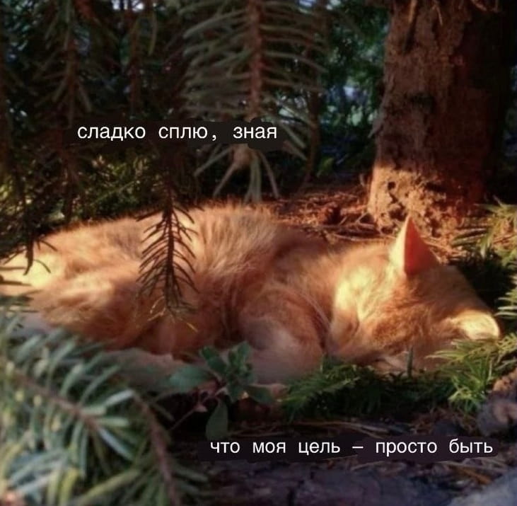 Сладко сплю, зная Что моя цель — просто быть.

Описание картинки:
Кот спит под деревом, окружённый зеленью.
