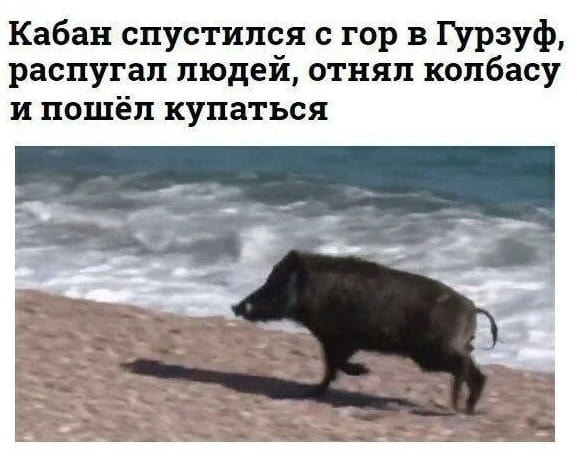 — Кабан спустился с гор в Гурзуф, распугал людей, отнял колбасу и пошёл купаться.