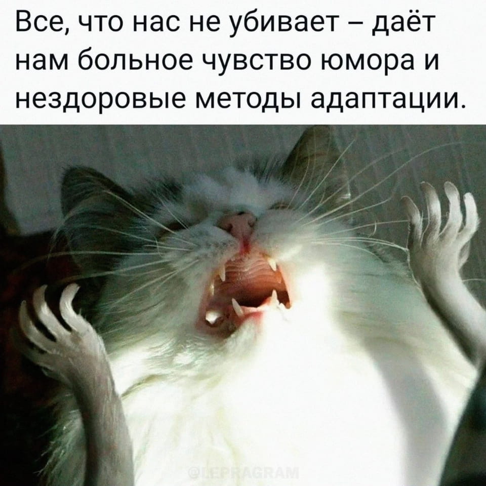 — Все, что нас не убивает — даёт нам больное чувство юмора и нездоровые методы адаптации.

Описание картинки:
Кот с открытой пастью и поднятыми лапами, будто кричит.