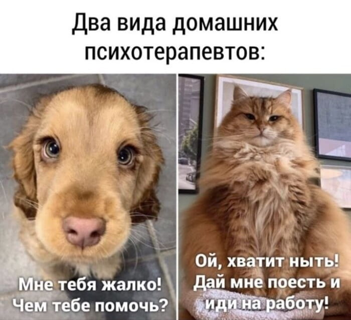— Два вида домашних психотерапевтов: Мне тебя жалко! Чем тебе помочь?
— Ой, хватит ныть! Дай мне поесть и иди на работу!

Описание картинки:
С двумя домашними животными: щенком и котом.