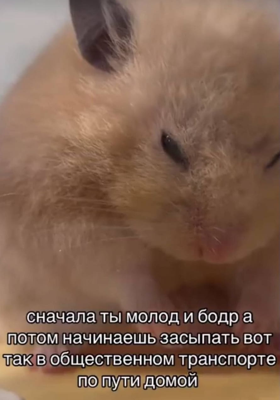 — Сначала ты молод и бодр, а потом начинаешь засыпать вот так в общественном транспорте по пути домой.

Описание картинки:
Милый хомяк с текстом о старении и усталости.