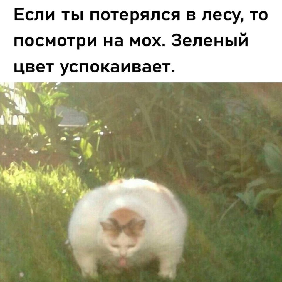 — Если ты потерялся в лесу, то посмотри на мох. Зелёный цвет успокаивает.

Описание картинки:
Кот на траве с языком наружу, окружённый зеленью.