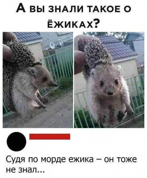 А вы знали такое о ёжиках? Судя по морде ёжика — он тоже не знал…<br><br>Описание картинки:<br>Ежик с недоуменным выражением лица, словно озадачен чем-то важным.