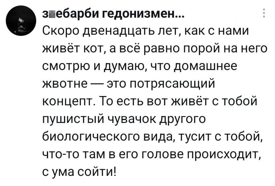 Скоро двенадцать лет, как с нами живёт кот, а всё равно порой на него смотрю и думаю, что домашнее животное — это потрясающий концепт. То есть вот живёт с тобой пушистый чувачок другого биологического вида, тусит с тобой, что-то там в его голове происходит, с ума сойти!

Описание картинки:
Человек размышляет о жизни с котом и его удивительном поведении.