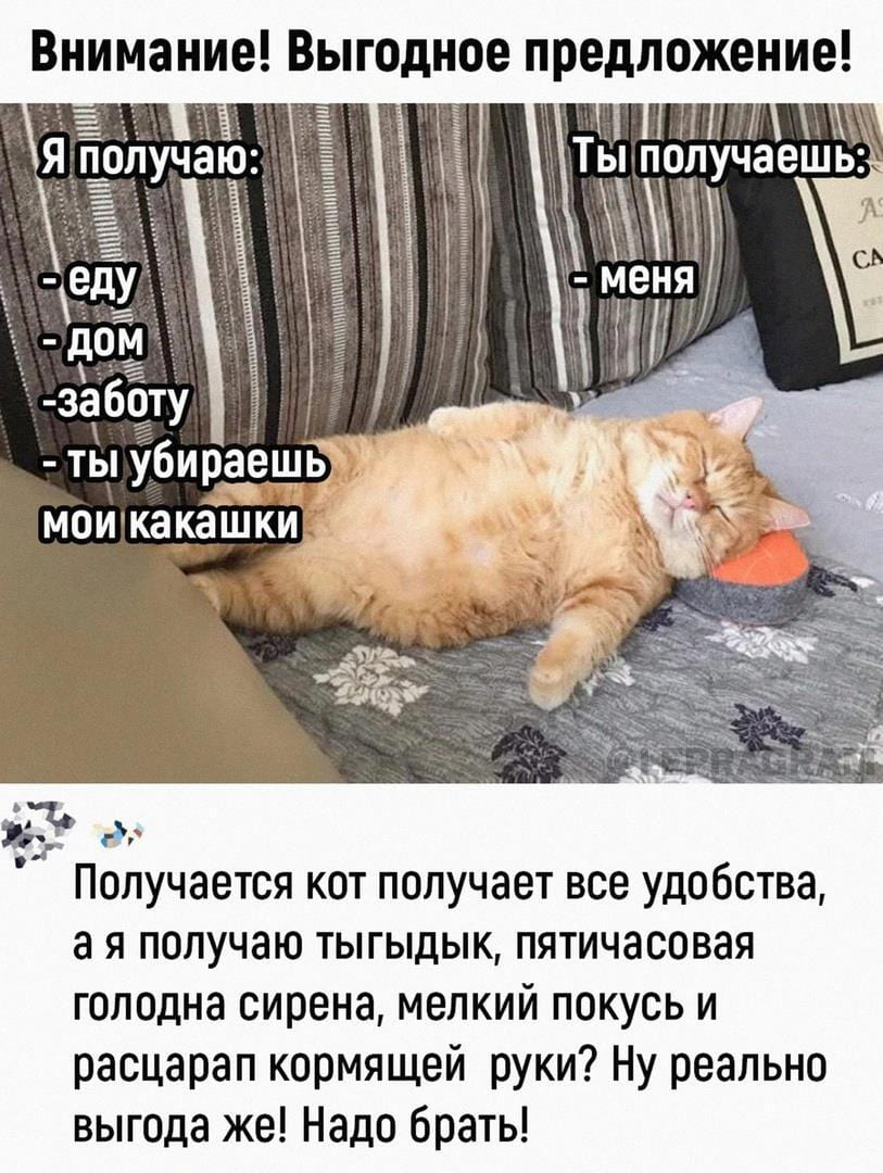 Внимание! Выгодное предложение!
Я получаю:
— Еду
— Дом
— Заботу
— Ты убираешь
Мои какашки Ты получаешь:
— Меня
— Получается кот получает все удобства, а я получаю тыгыдык, пятичасовая голодна сирена, мелкий покусь и расцарап кормящей руки? Ну реально выгода же! Надо брать!

Описание картинки:
Текстовое описание неравноценного обмена между котом и человеком.