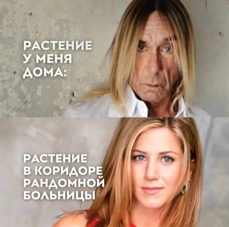 РАСТЕНИЕ У МЕНЯ ДОМА:
РАСТЕНИЕ В КОРИДОРЕ РАНДОМНОЙ БОЛЬНИЦЫ

Описание картинки:
Контраст между ухоженным домашним растением и чахлым больничным.