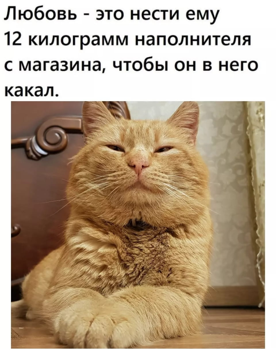 Любовь — это нести ему 12 килограмм наполнителя с магазина, чтобы он в него какал.

Описание картинки:
Текстовое сообщение о любви, выраженной через уход за домашним животным.
