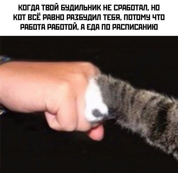 Когда твой будильник не сработал, но кот всё равно разбудил тебя, потому что работа работой, а еда по расписанию.

Описание картинки:
Кот будит хозяина, требуя еды, несмотря на неработающий будильник.