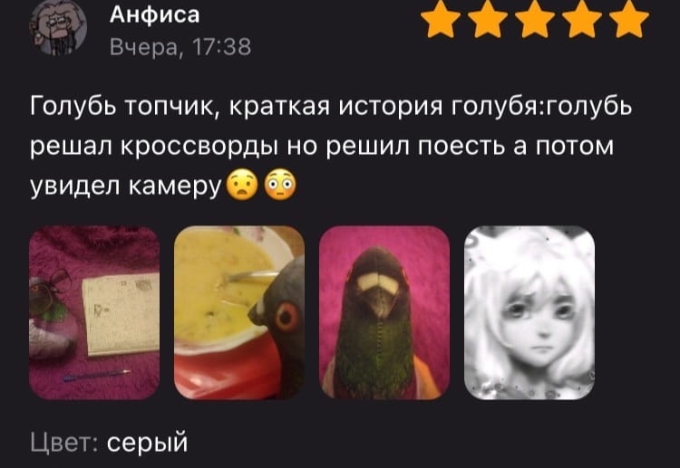 Голубь топчик, краткая история голубя: голубь решал кроссворды, но решил поесть, а потом увидел камеру😳😳 Цвет: серый <br /><br /> Описание картинки: <br /> Голубь решает кроссворды, но замечает камеру и отвлекается.