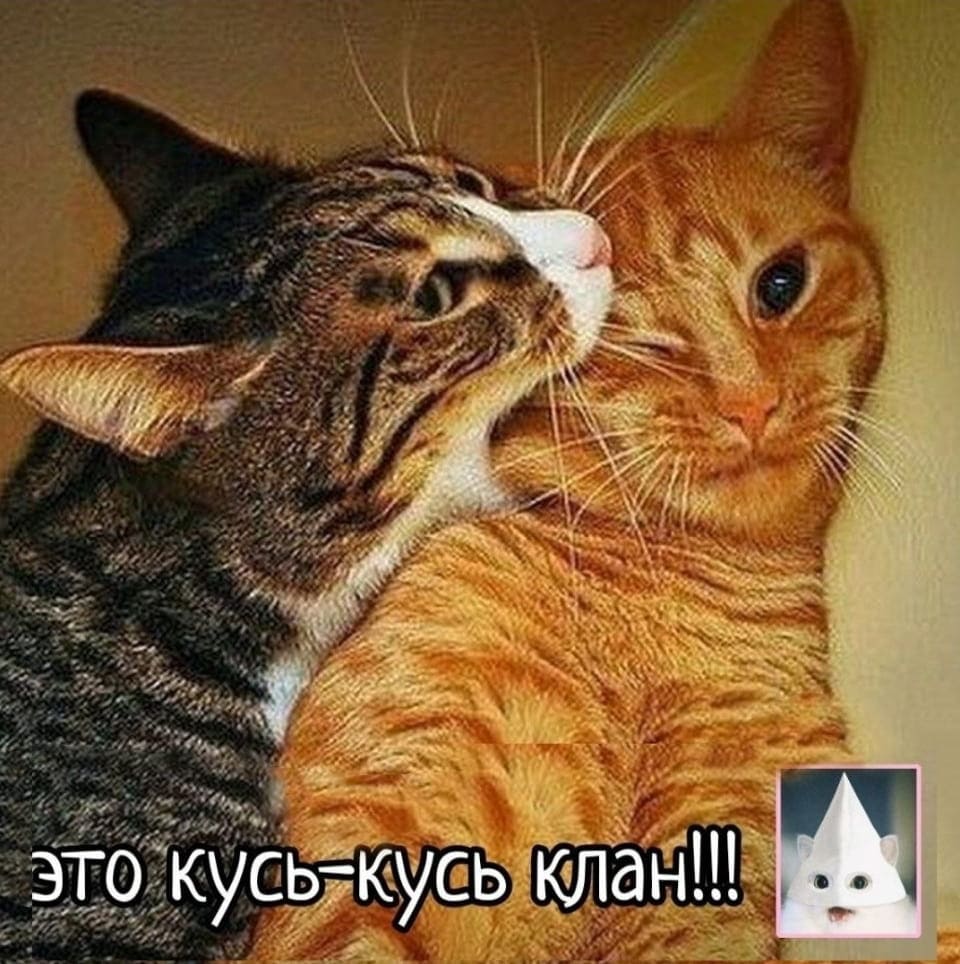 ЭТО КУСЬ-КУСЬ КЛАН!!!
Описание картинки:
Кот готовится к атаке, возможно, на предмет или человека.