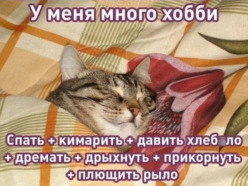 У меня много хобби Спать + кимарить + давить хлеб ло + дремать + дрыхнуть + прикорнуть + плющить рыло

Описание картинки:
Список синонимов к слову «спать» и другие способы безделья.