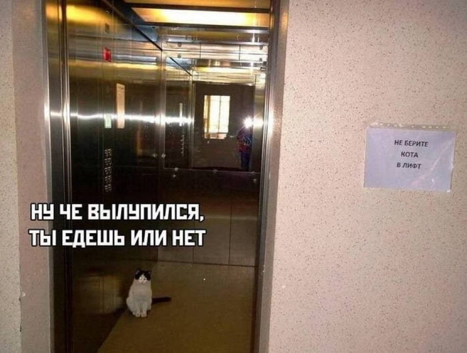 НУ ЧЕ ВЫЛУПИЛСЯ, ТЫ ЕДЕШЬ ИЛИ НЕТ НЕ БЕРИТЕ КОТА В ЛИФТ

Описание картинки:
Крупный план кота, сидящего в лифте, с надписью.